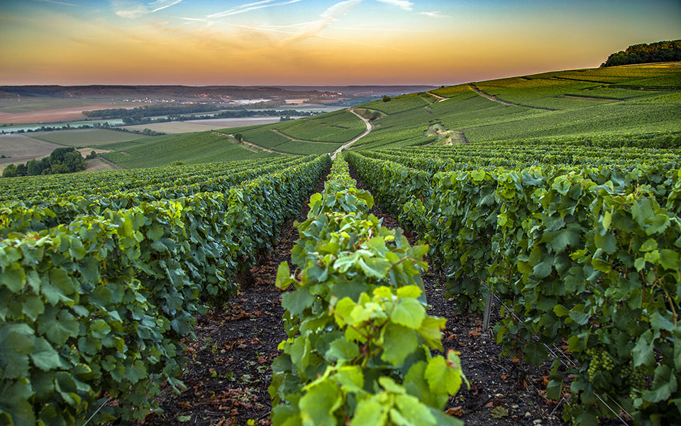 Champagne vineyards